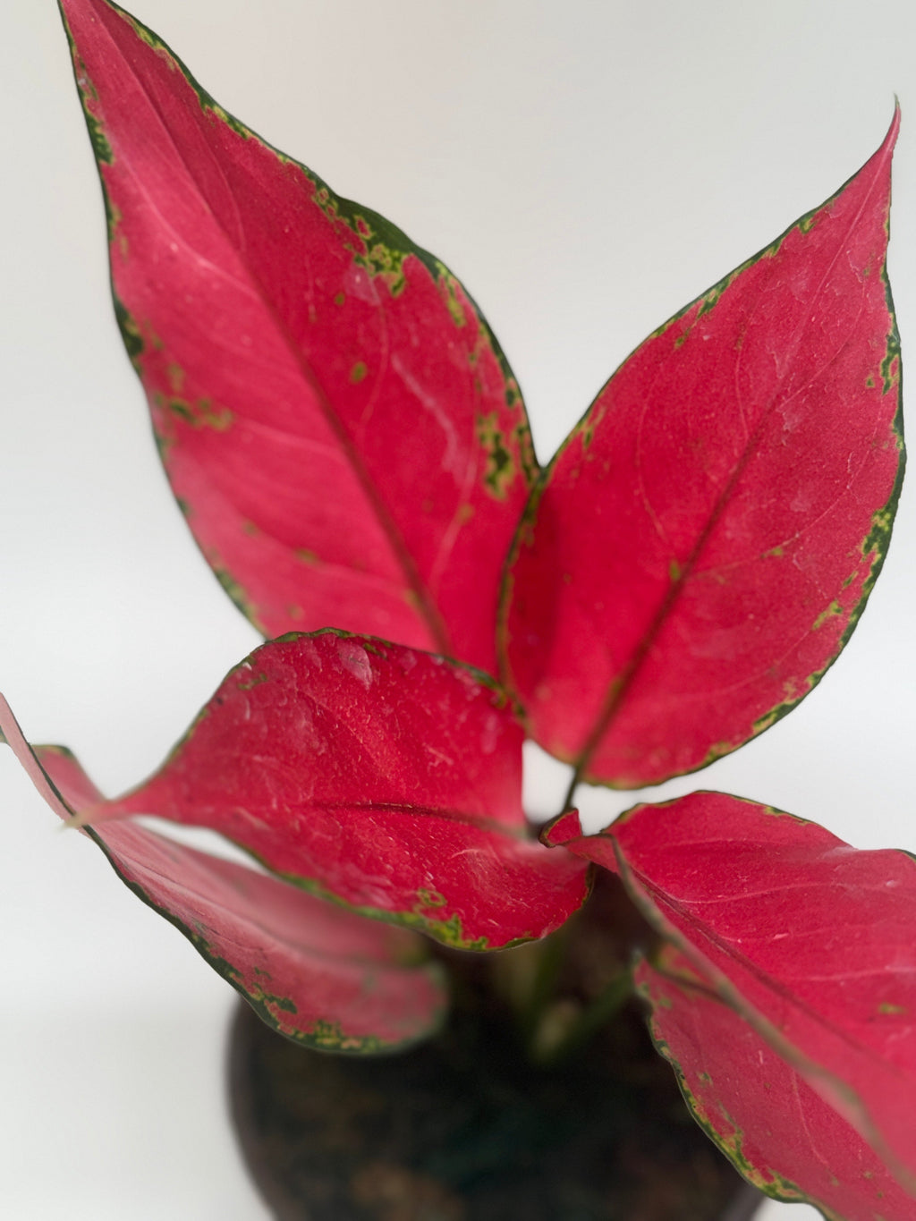 Chinese Evergreen 'Ruby Garuda' – view 2