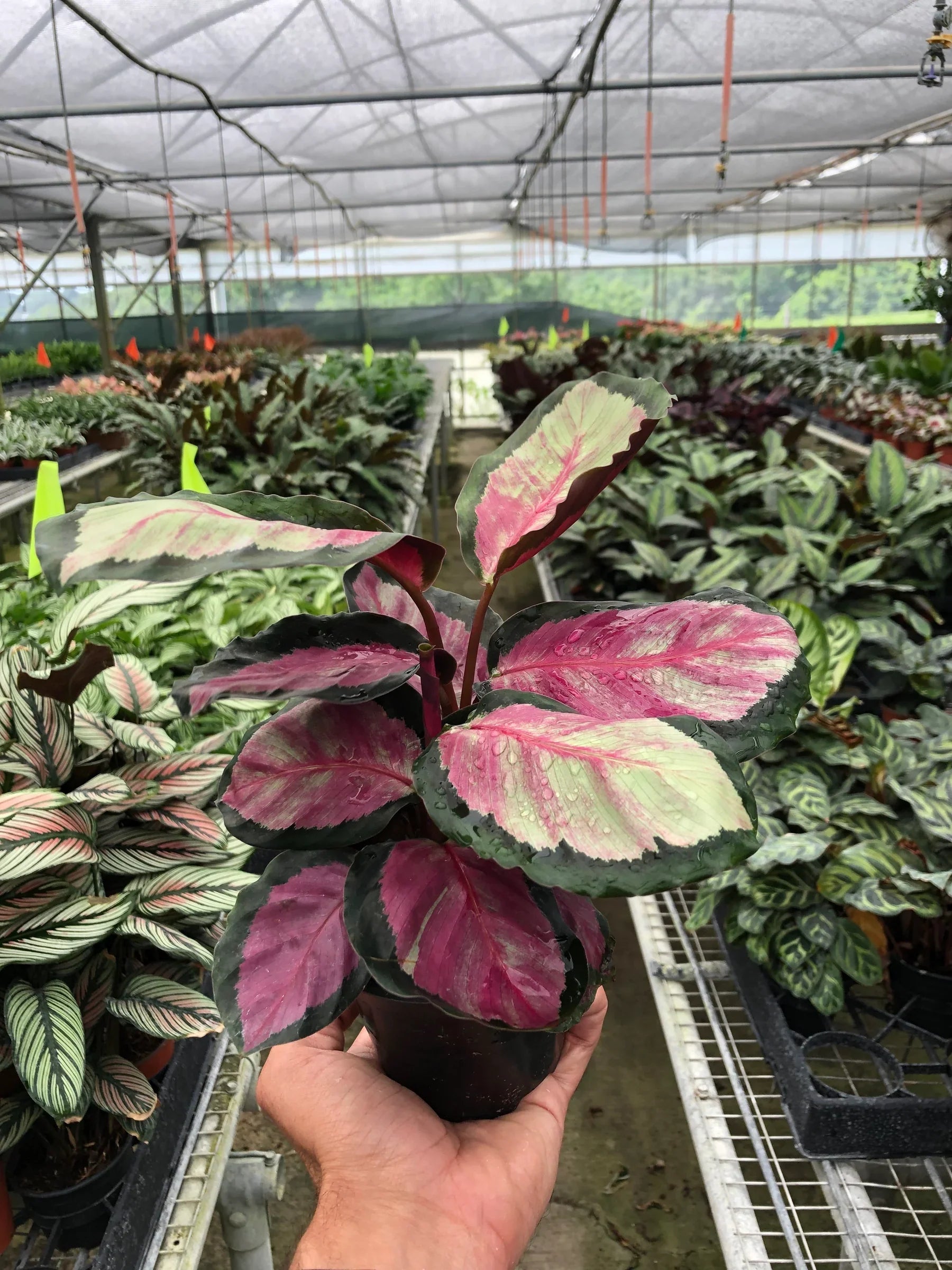 Calathea roseopicta 'Silvia' – view 4
