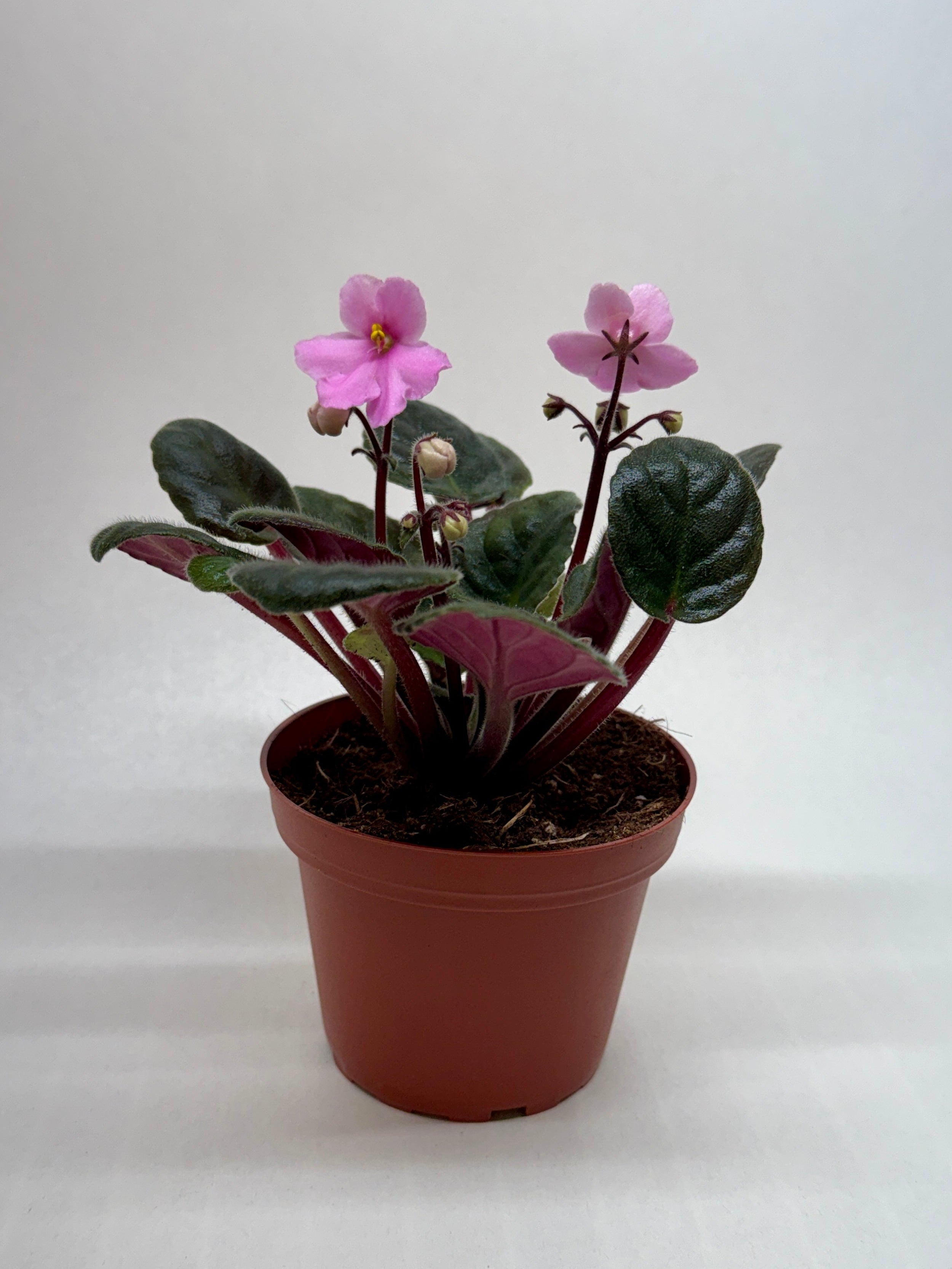 African Violet 'Pink' – view 3