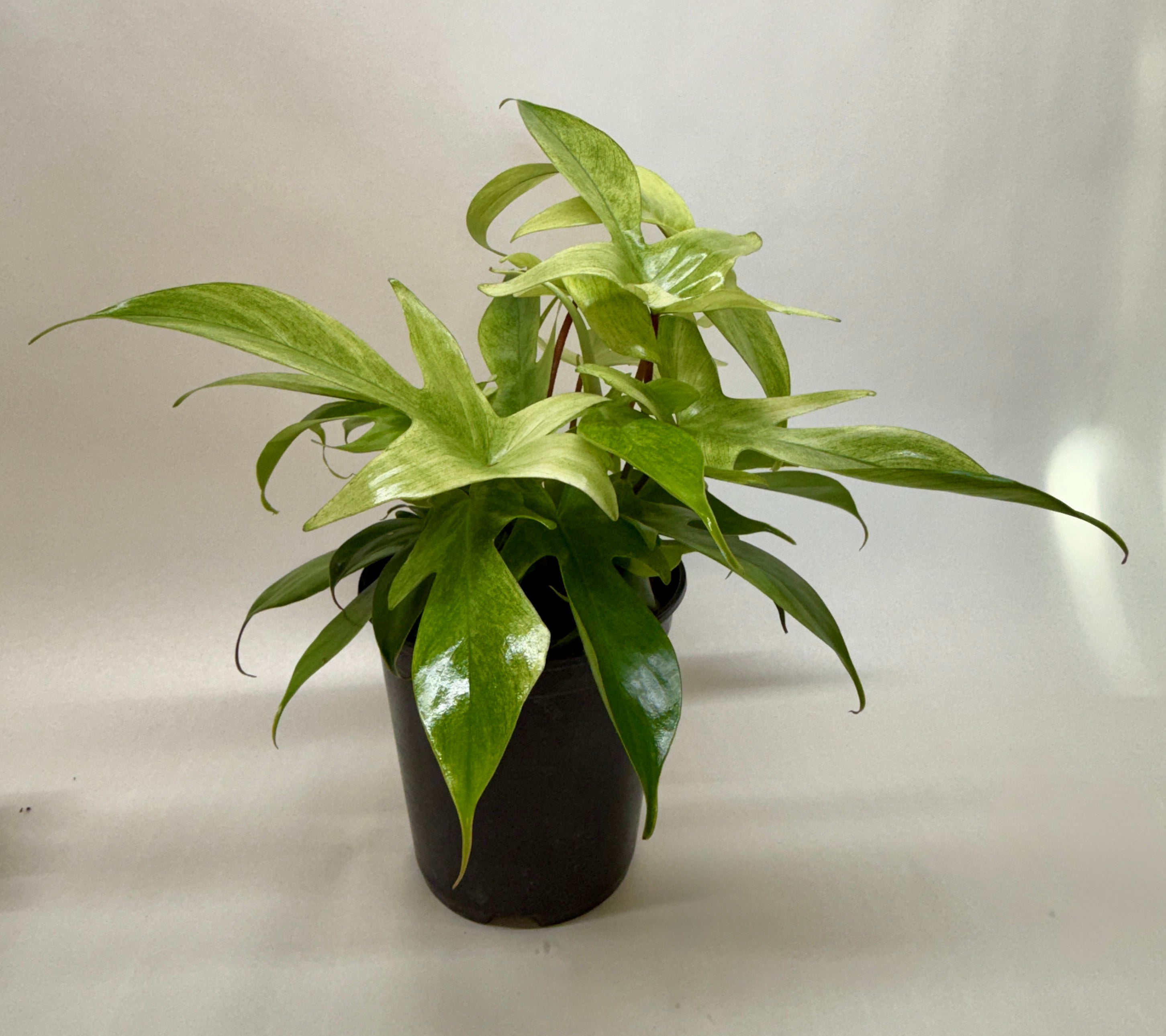 Philodendron 'Florida Ghost' – view 4