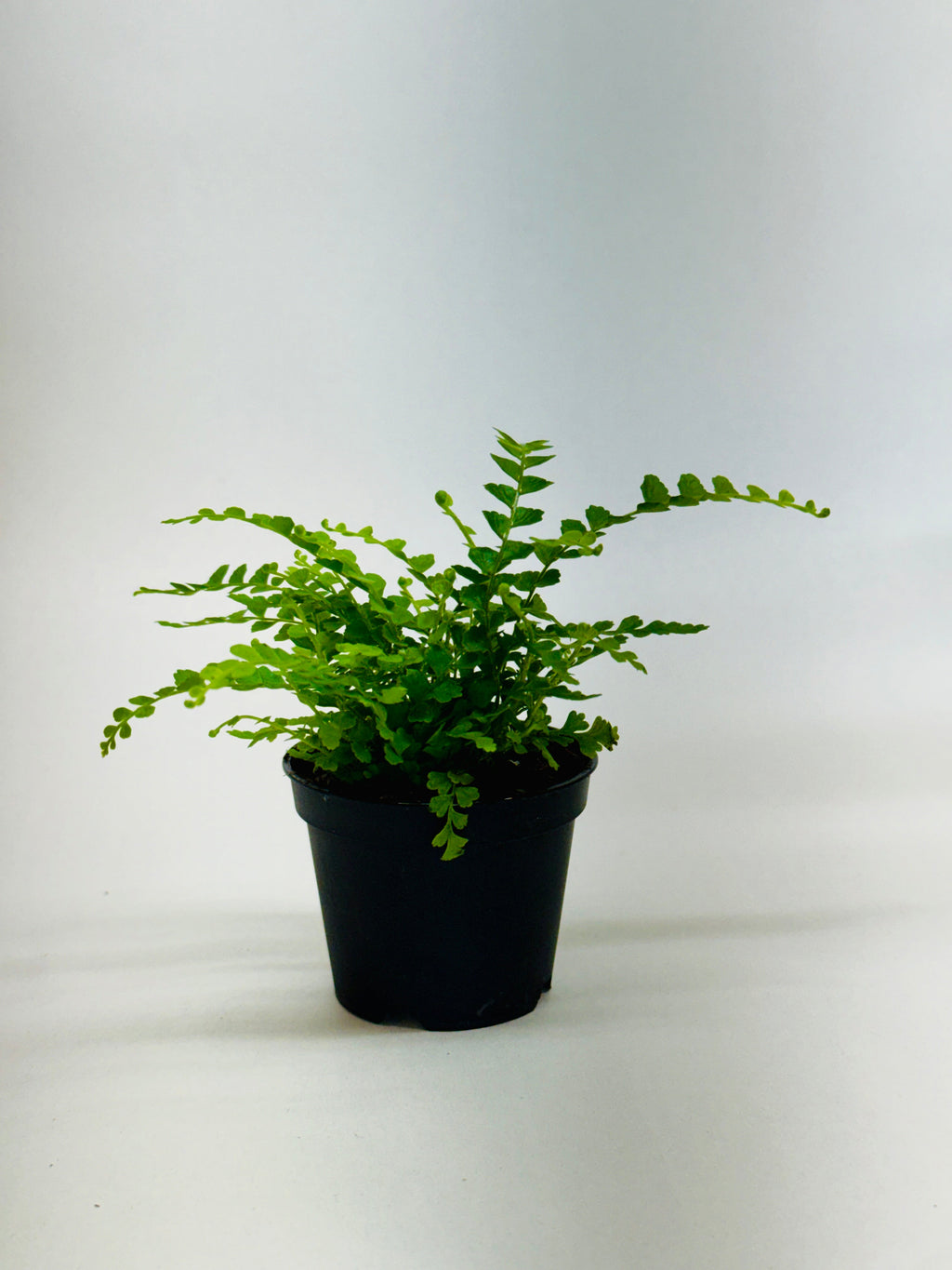 Fern 'Lemon Button' – view 7