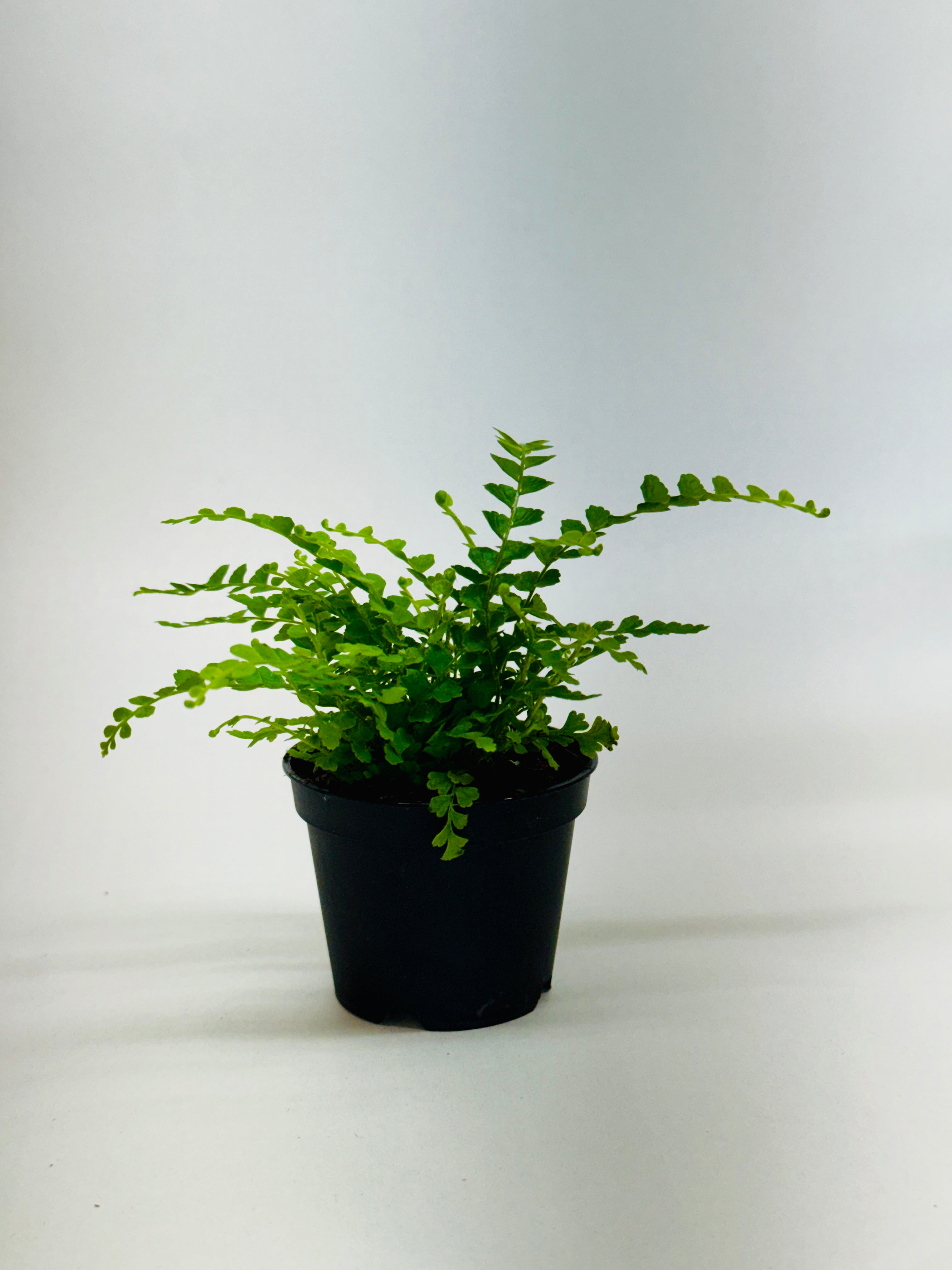 Fern 'Lemon Button' – view 7