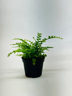 Fern 'Lemon Button' – view 7