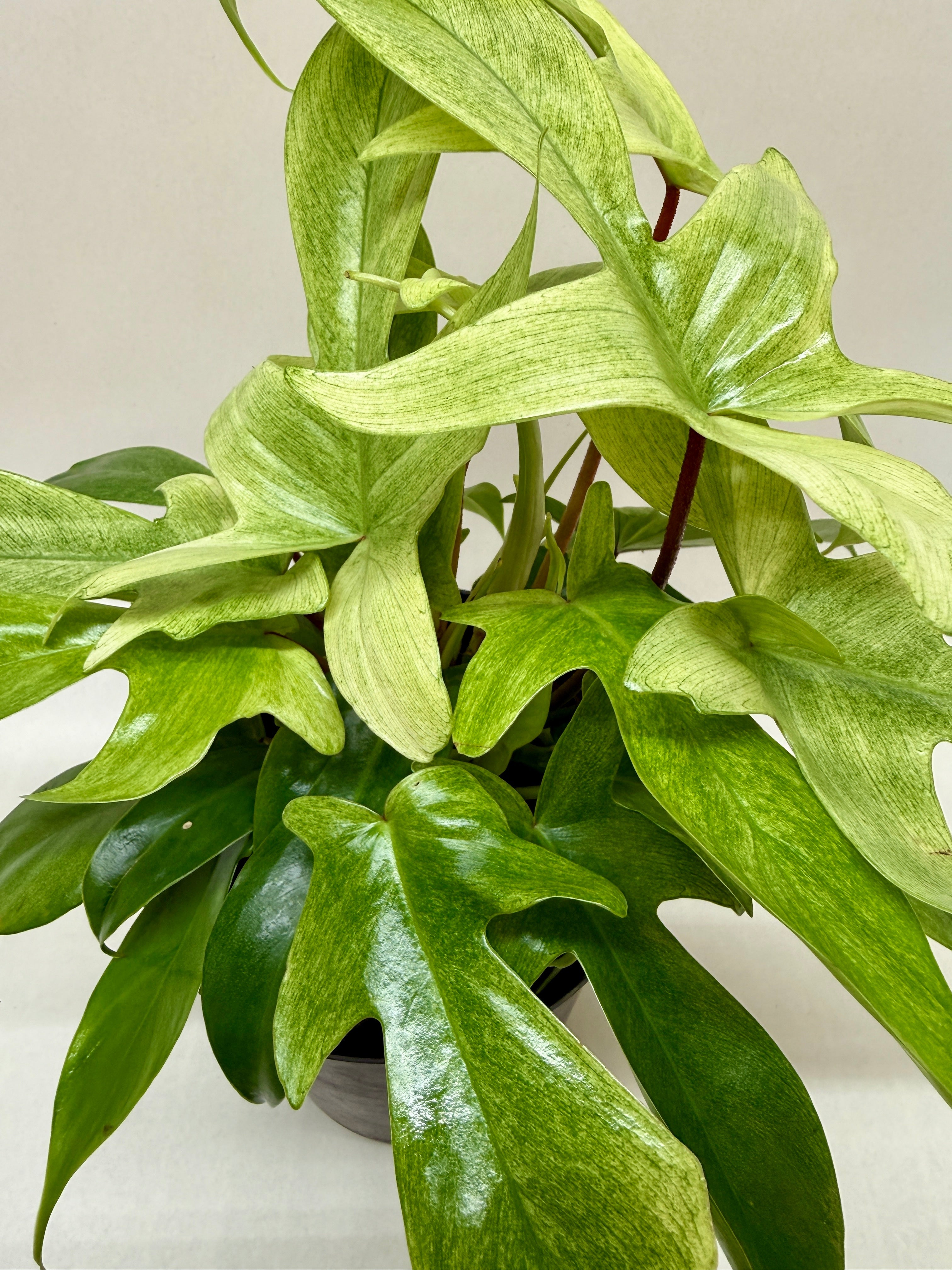 Philodendron 'Florida Ghost' – view 5