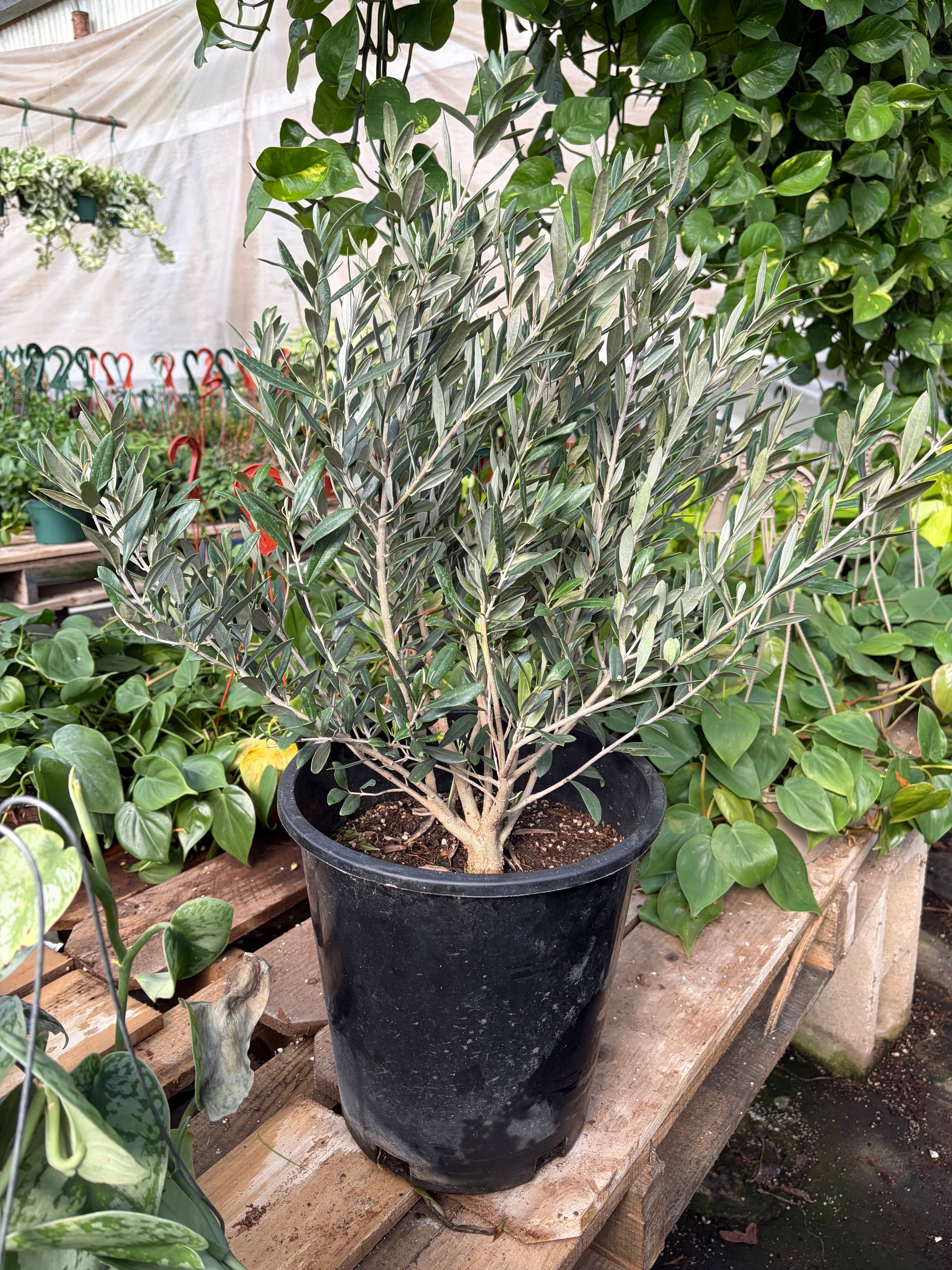 Common Olive Tree (Olea europaea) – view 6
