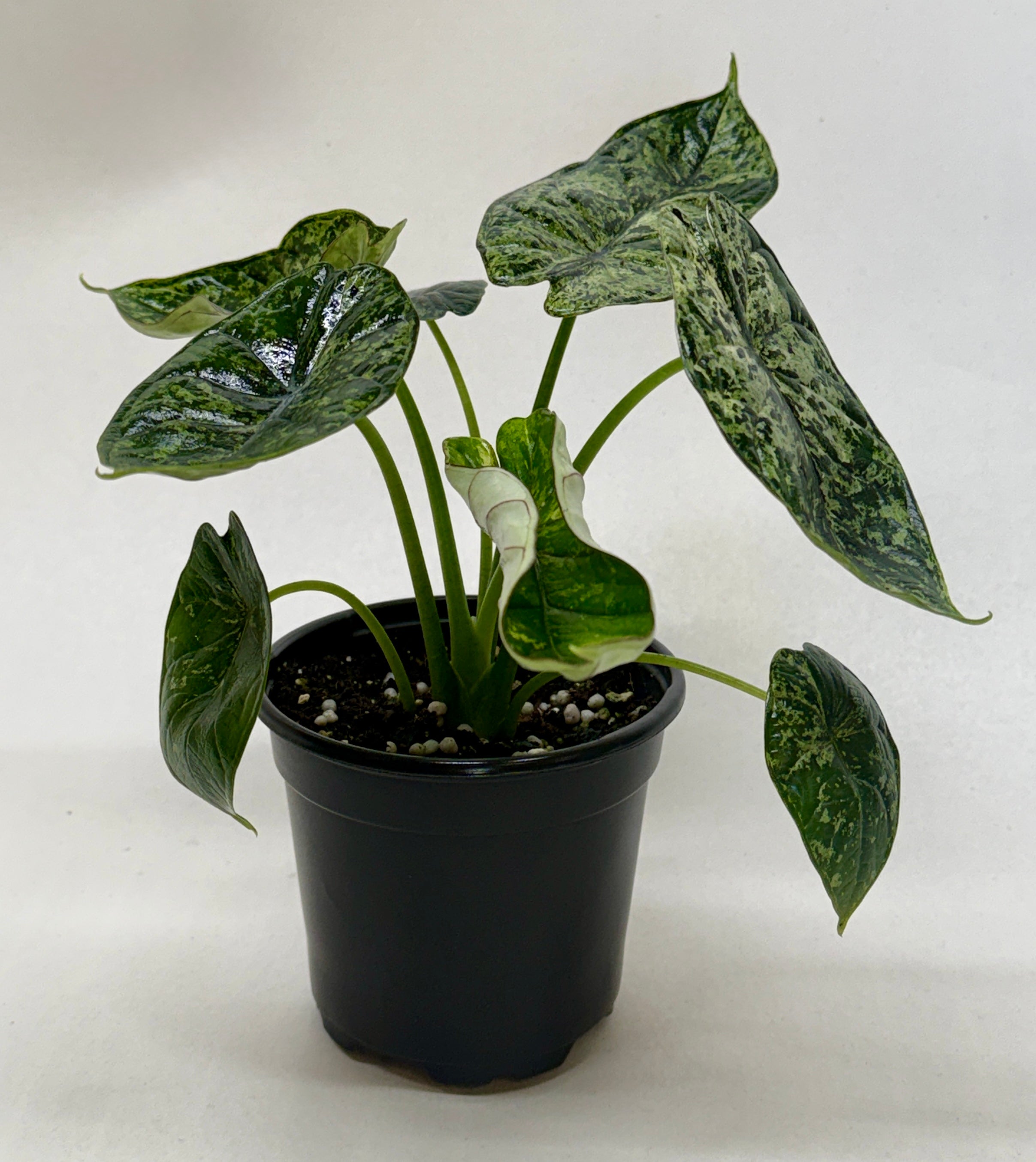 Alocasia 'Dragon Scale Mint' – view 3