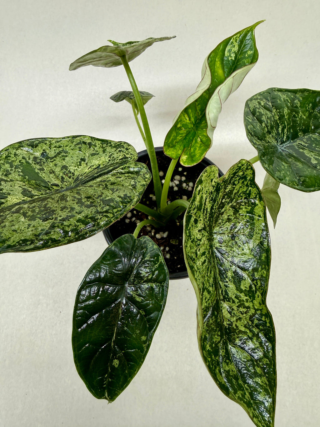 Alocasia 'Dragon Scale Mint' – view 2