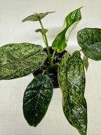 Alocasia 'Dragon Scale Mint' – view 2
