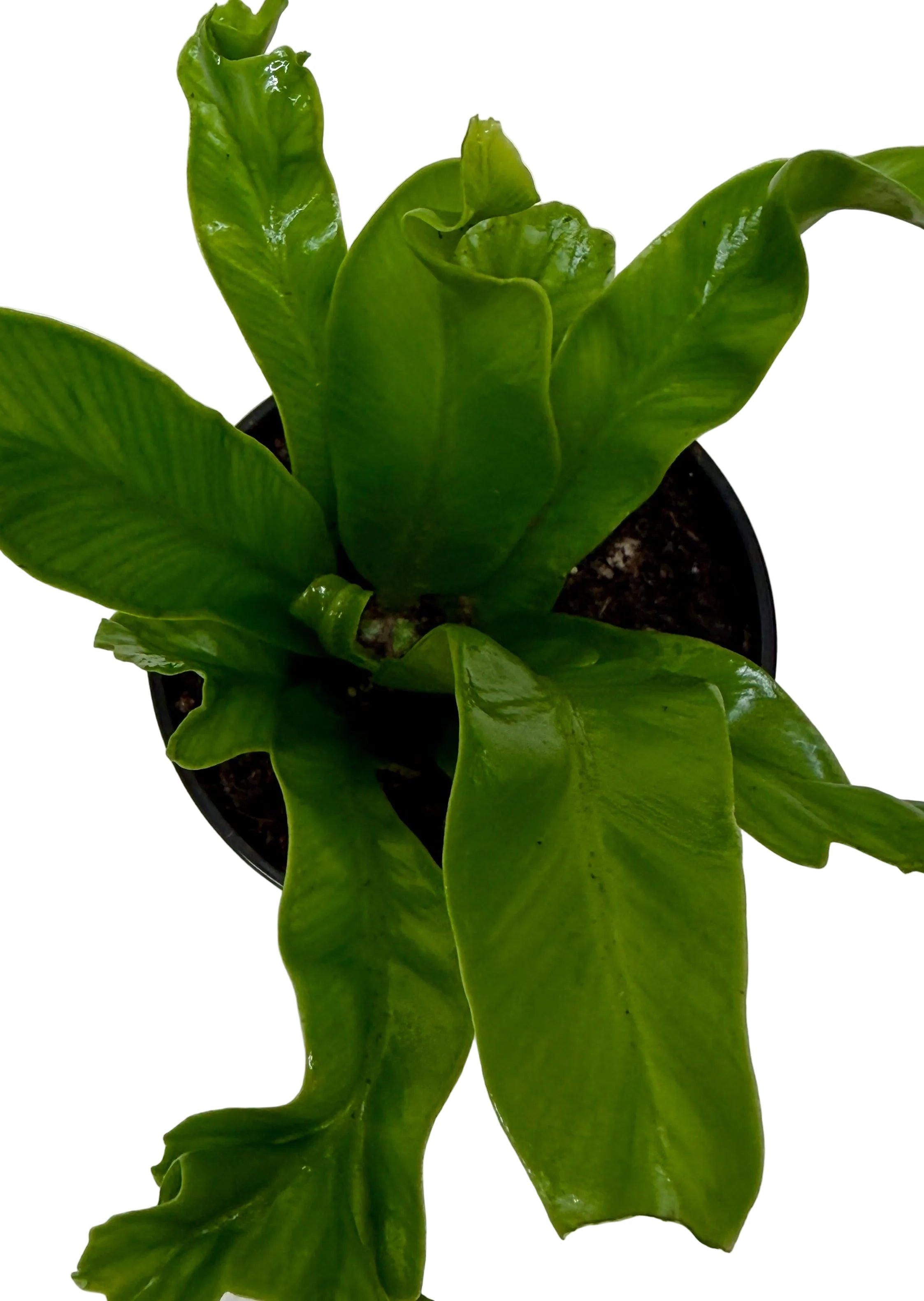 Bird's Nest 'Leslie' Fern – view 6
