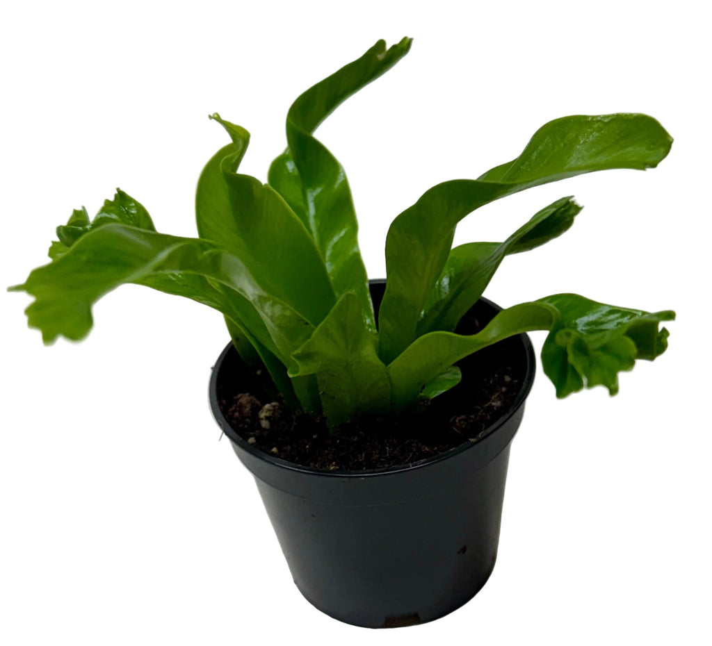 Bird's Nest 'Leslie' Fern – view 5