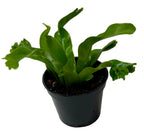 Bird's Nest 'Leslie' Fern – view 5