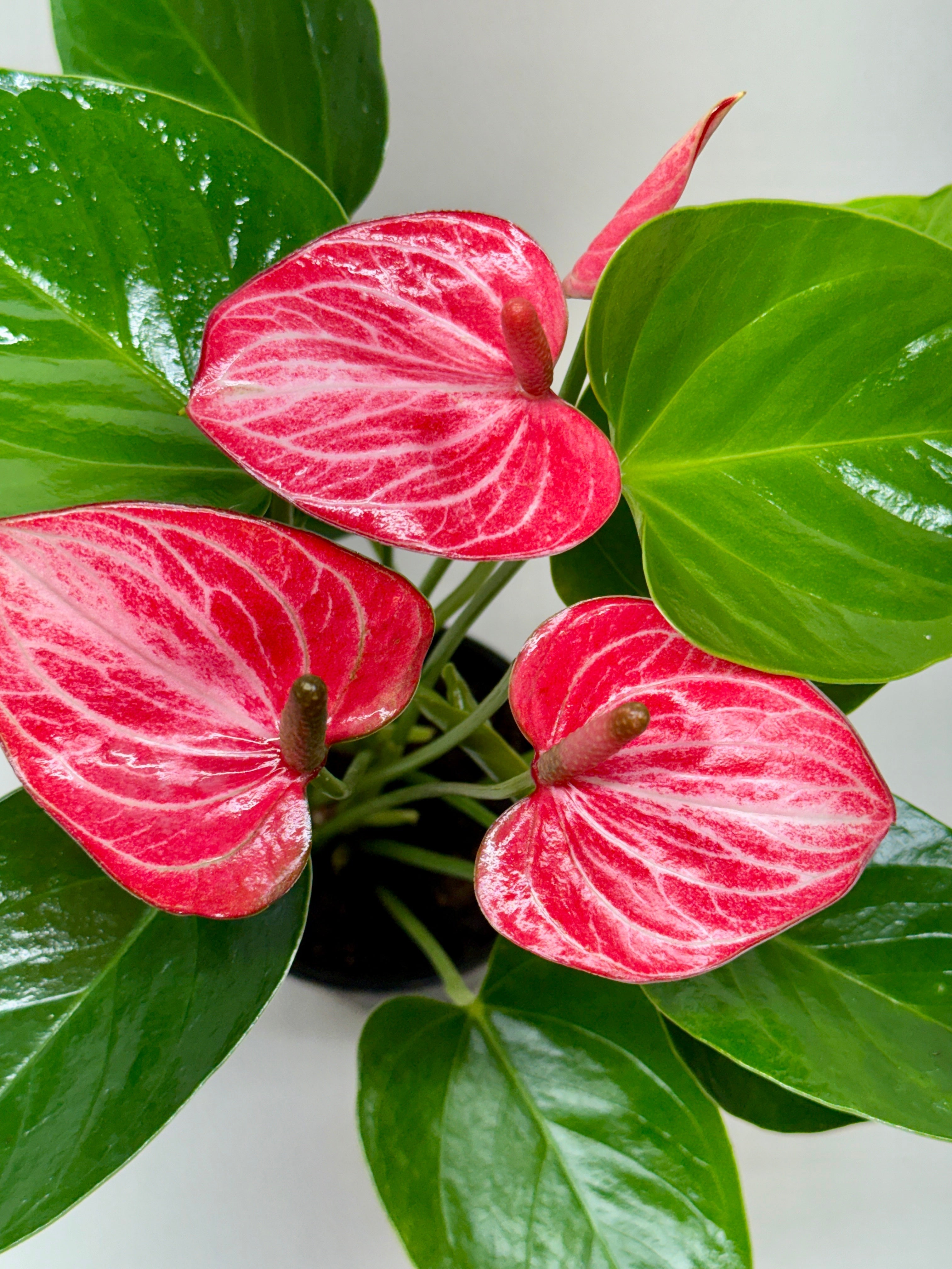 Anthurium 'Livium' – view 2
