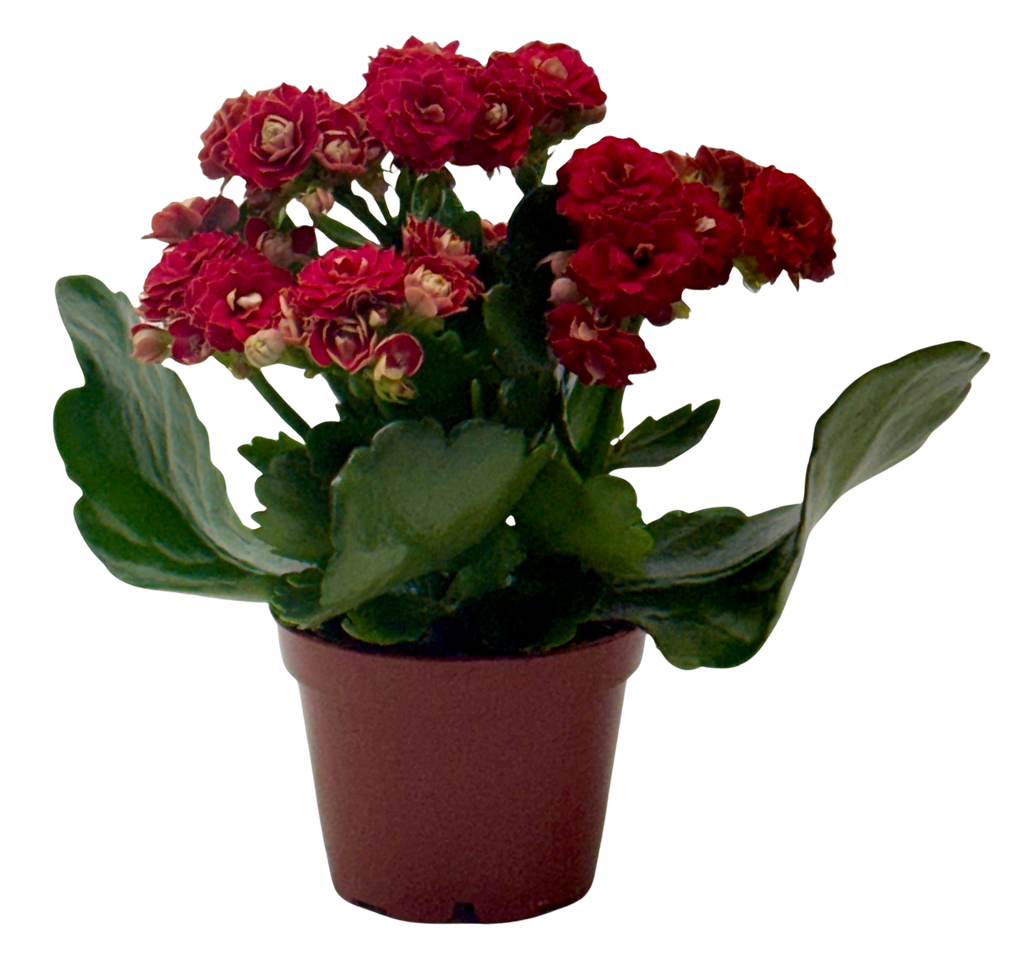 Kalanchoe 'Blossfeldiana' – view 17