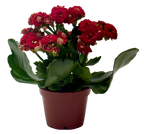 Kalanchoe 'Blossfeldiana' – view 17