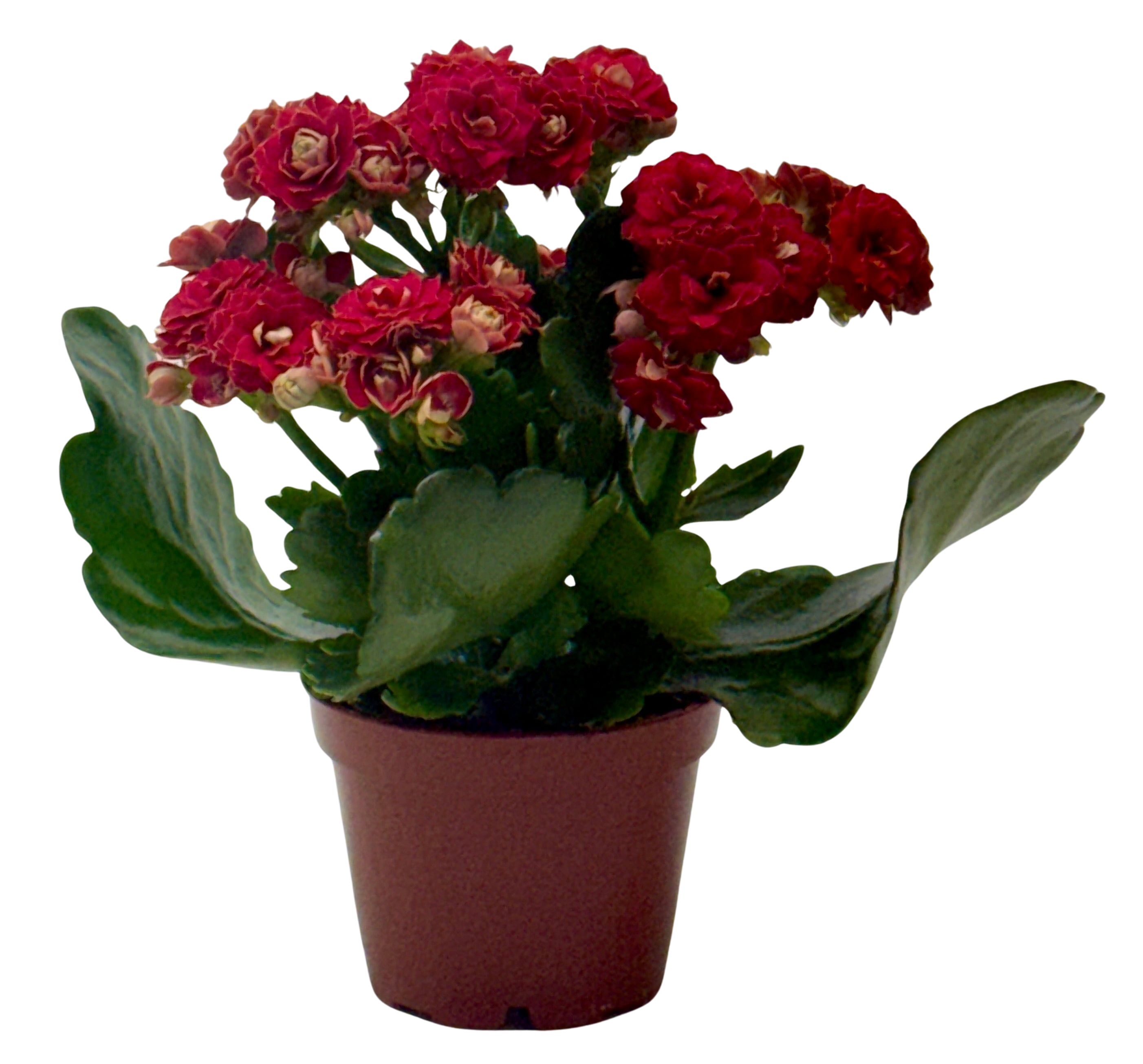 Kalanchoe 'Blossfeldiana' – view 17