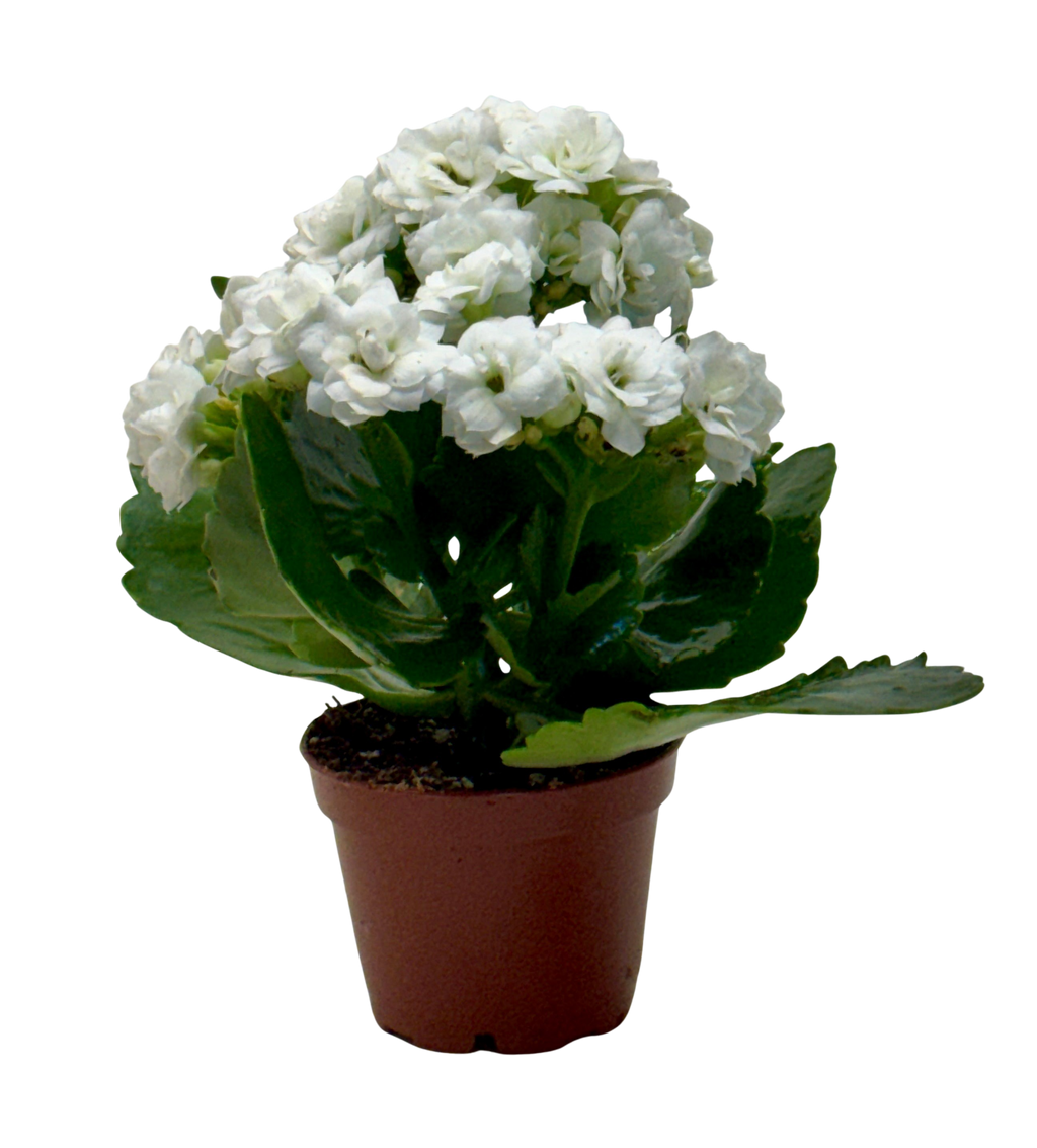 Kalanchoe 'Blossfeldiana' – view 18