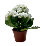 Kalanchoe 'Blossfeldiana' – view 18