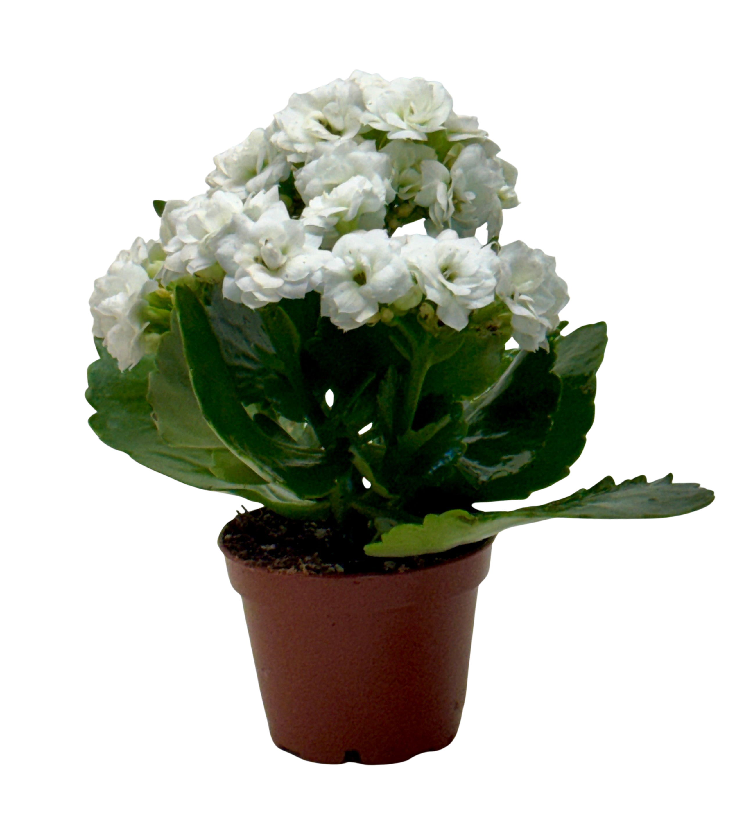 Kalanchoe 'Blossfeldiana' – view 18