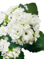 Kalanchoe 'Blossfeldiana' – view 20