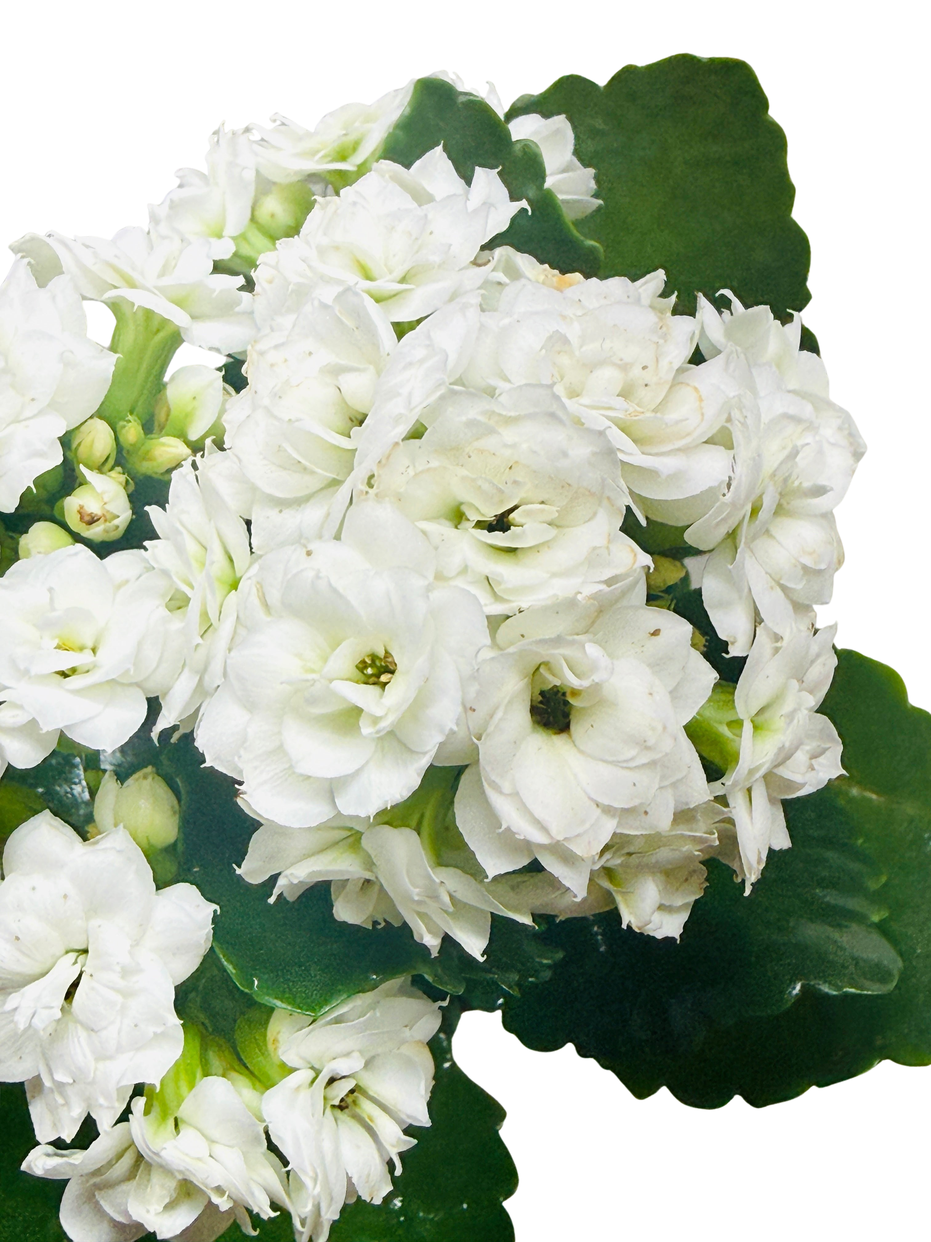 Kalanchoe 'Blossfeldiana' – view 20