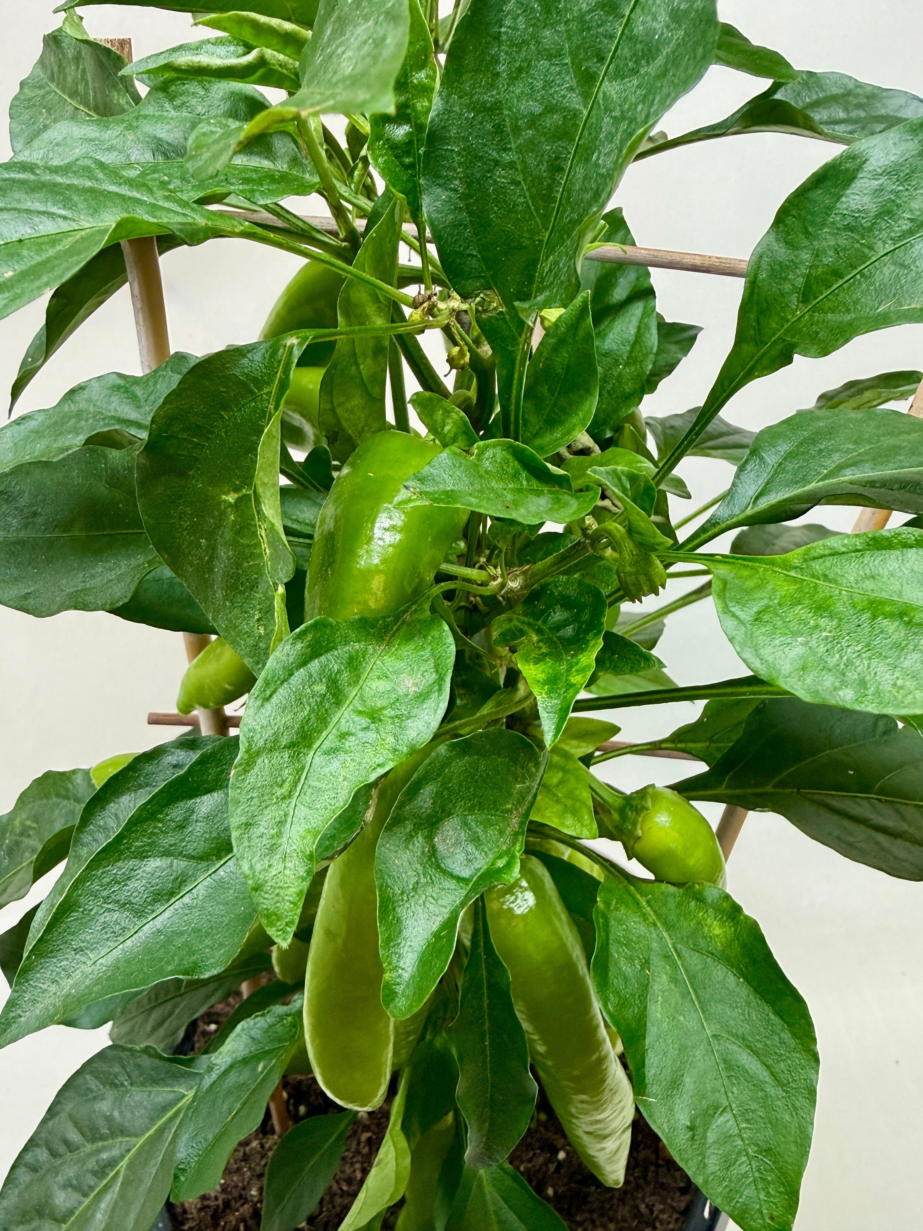 Edible 'Sweet Pepper' – view 2