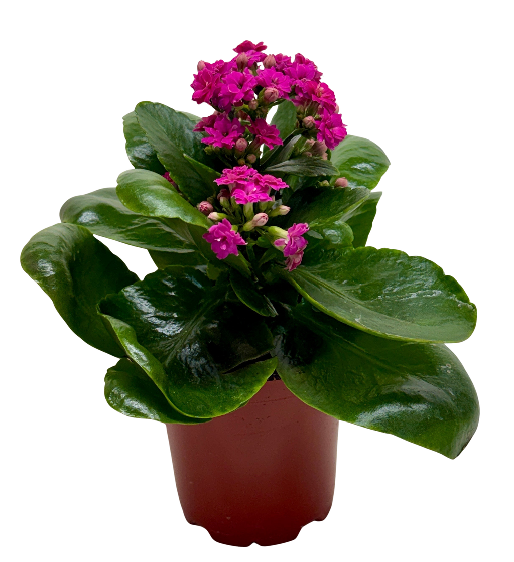 Kalanchoe 'Blossfeldiana'