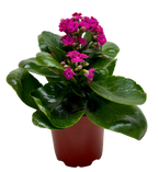 Kalanchoe 'Blossfeldiana'