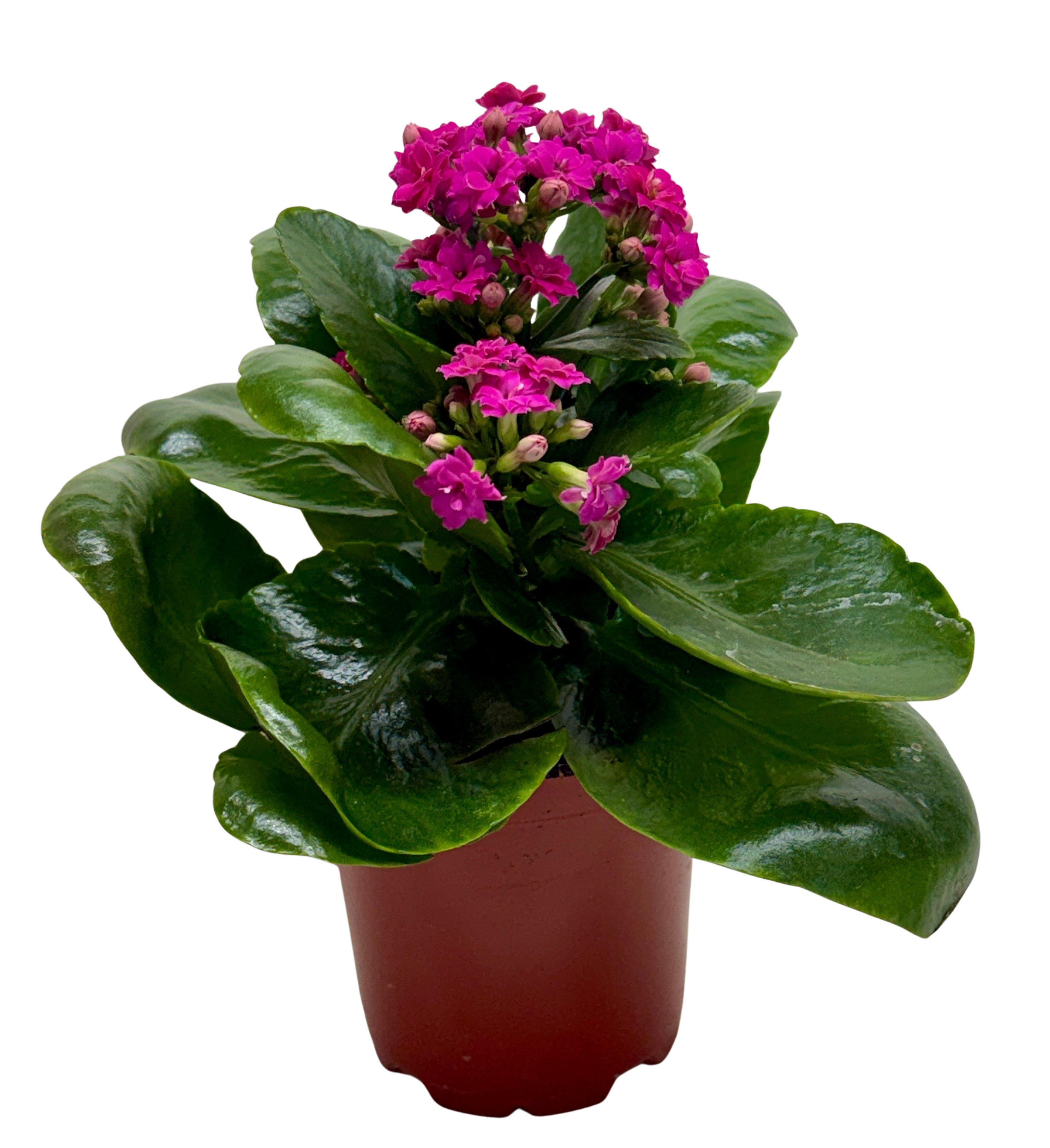 Kalanchoe 'Blossfeldiana'