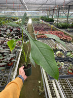 Philodendron 'Joepii' – view 2