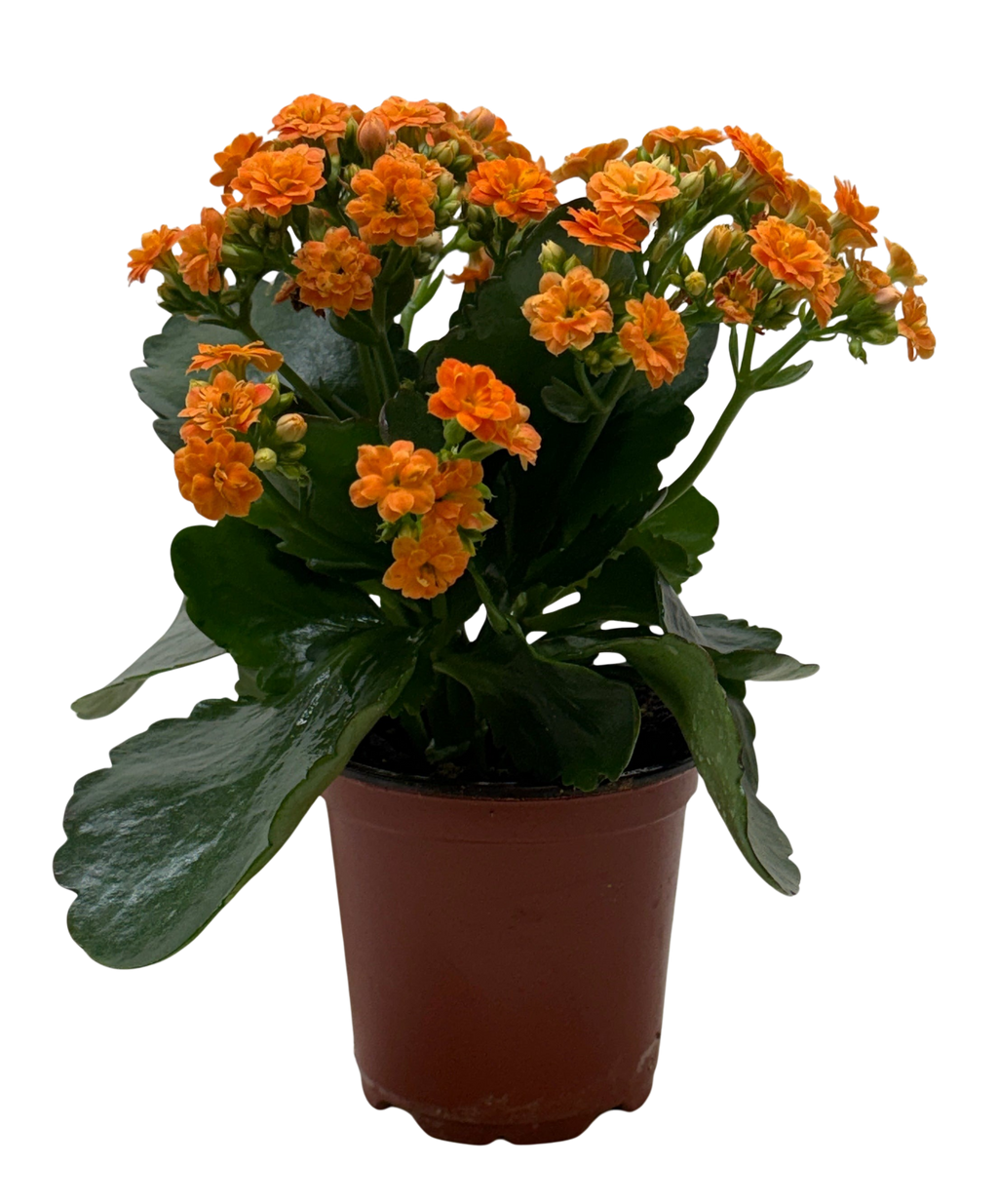 Kalanchoe 'Blossfeldiana'