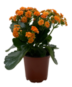 Kalanchoe 'Blossfeldiana'