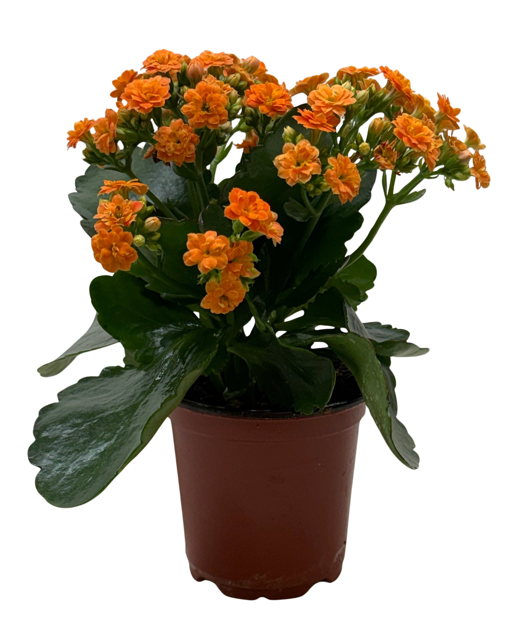 Kalanchoe 'Blossfeldiana'