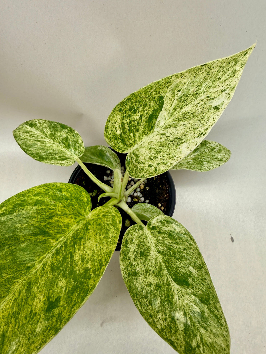 Philodendron 'Blizzard' – view 2