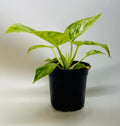 Philodendron 'Blizzard'