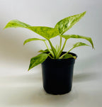 Philodendron 'Blizzard'