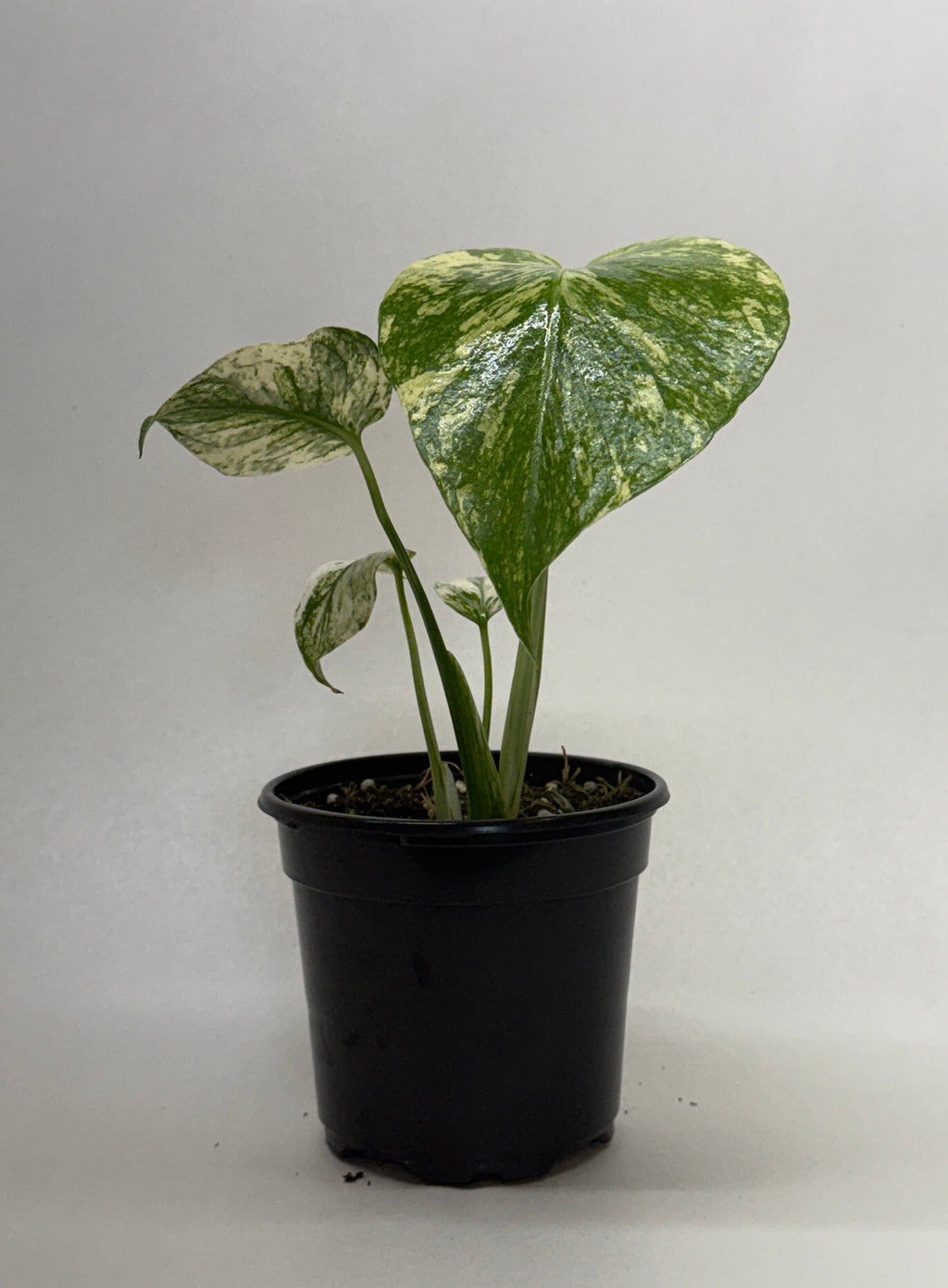Monstera 'Mint' – view 6