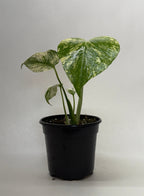Monstera 'Mint' – view 6