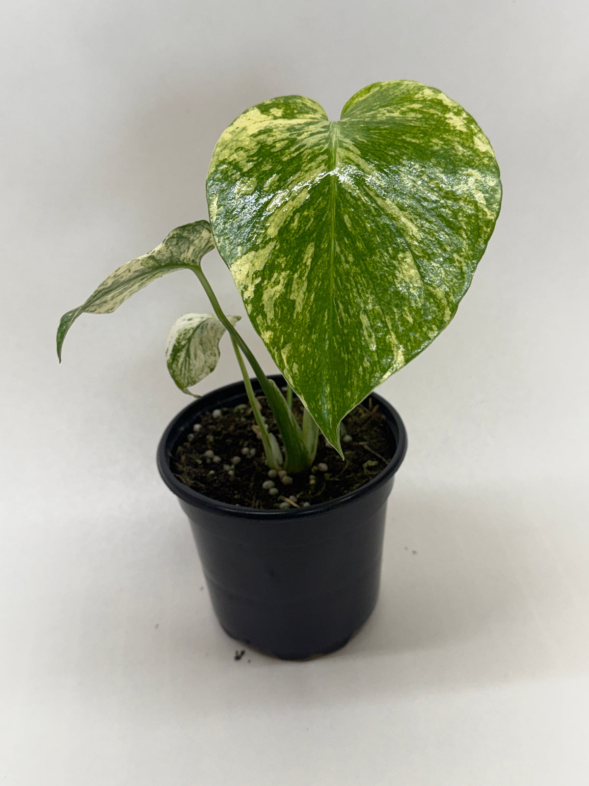 Monstera 'Mint' – view 7