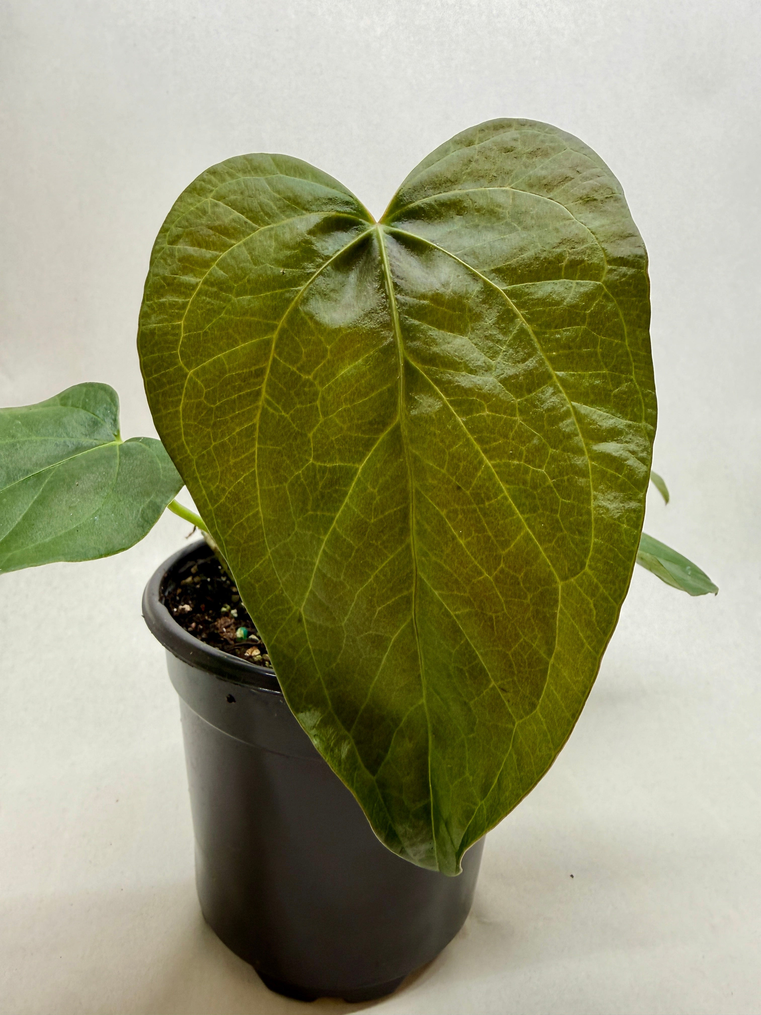 Anthurium 'Queen of Hearts' by House Plant Dropship