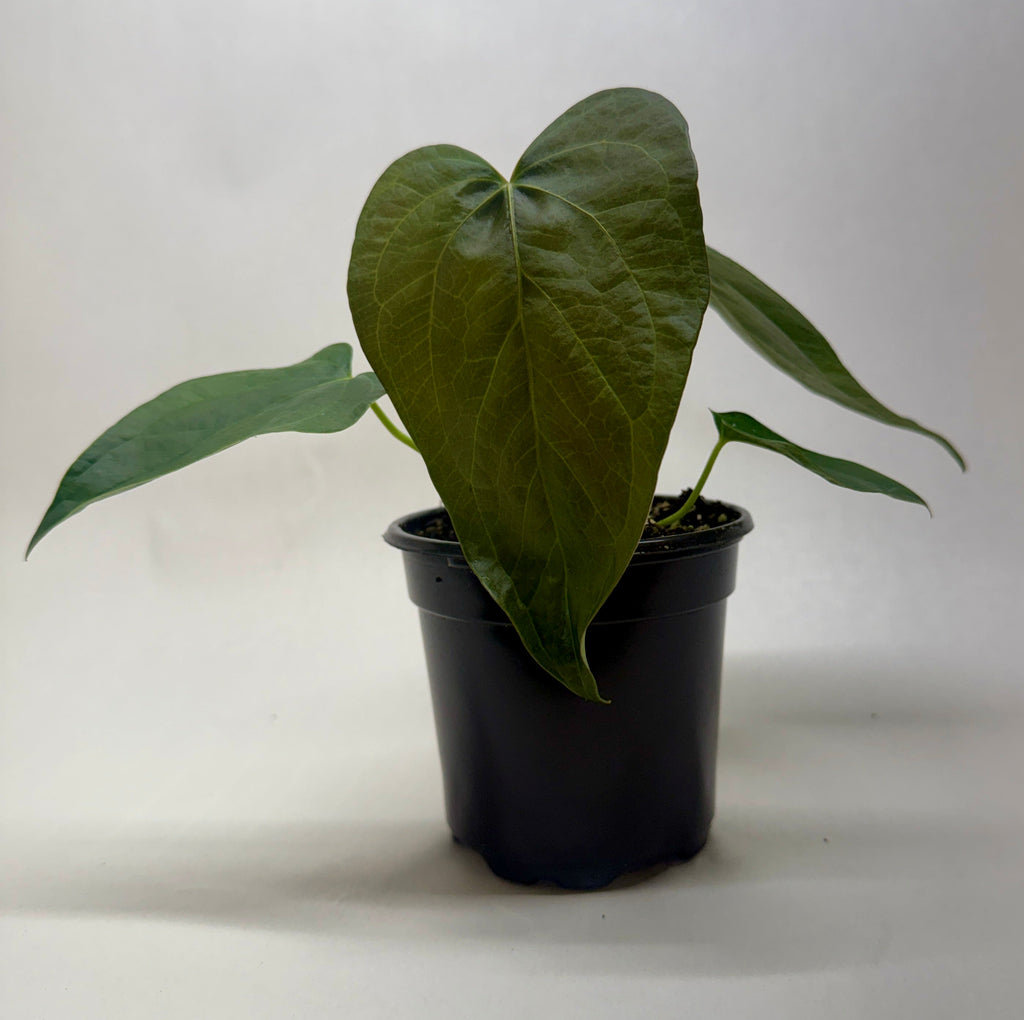 Anthurium 'Queen of Hearts' by House Plant Dropship
