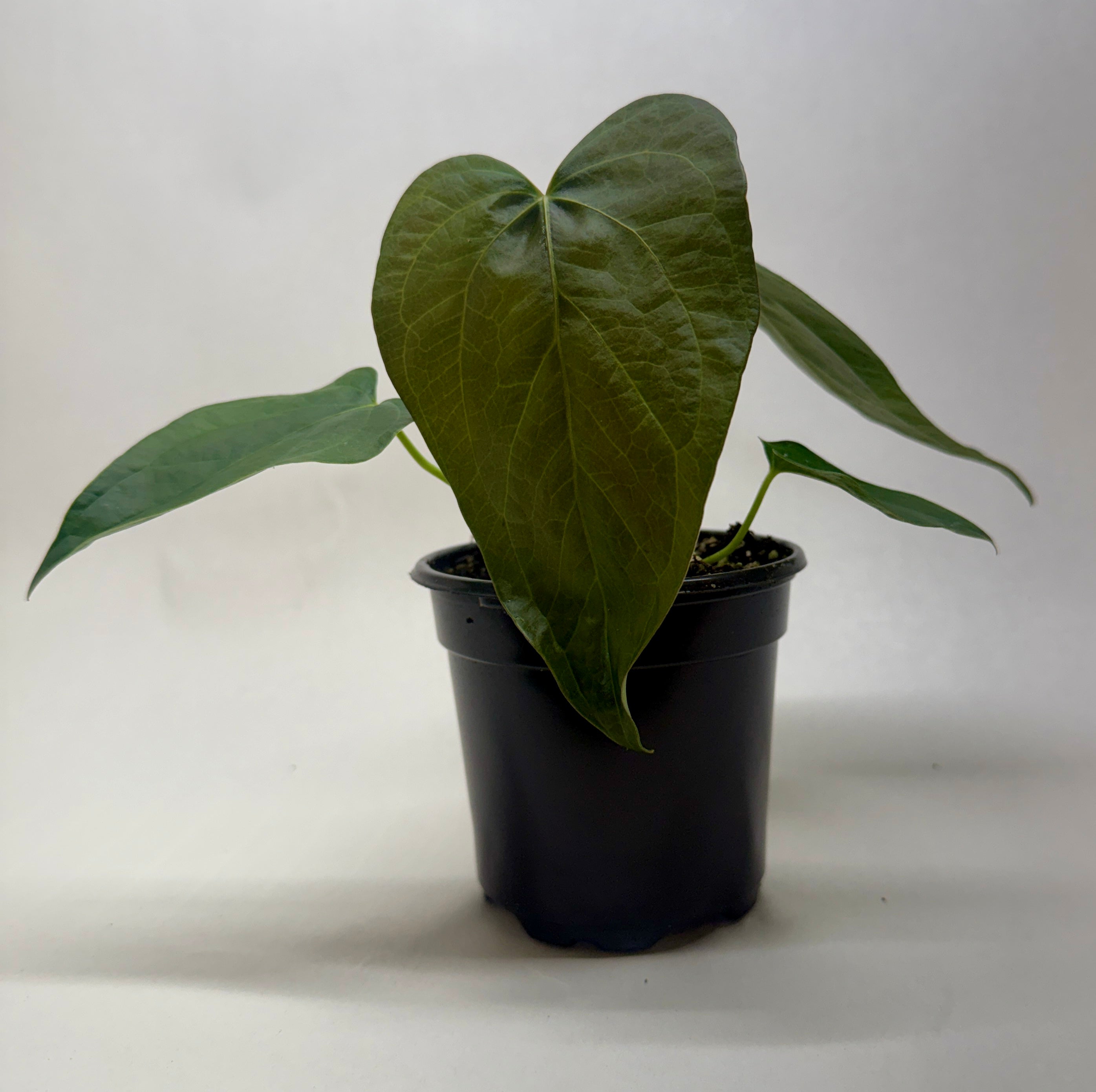 Anthurium 'Queen of Hearts' by House Plant Dropship