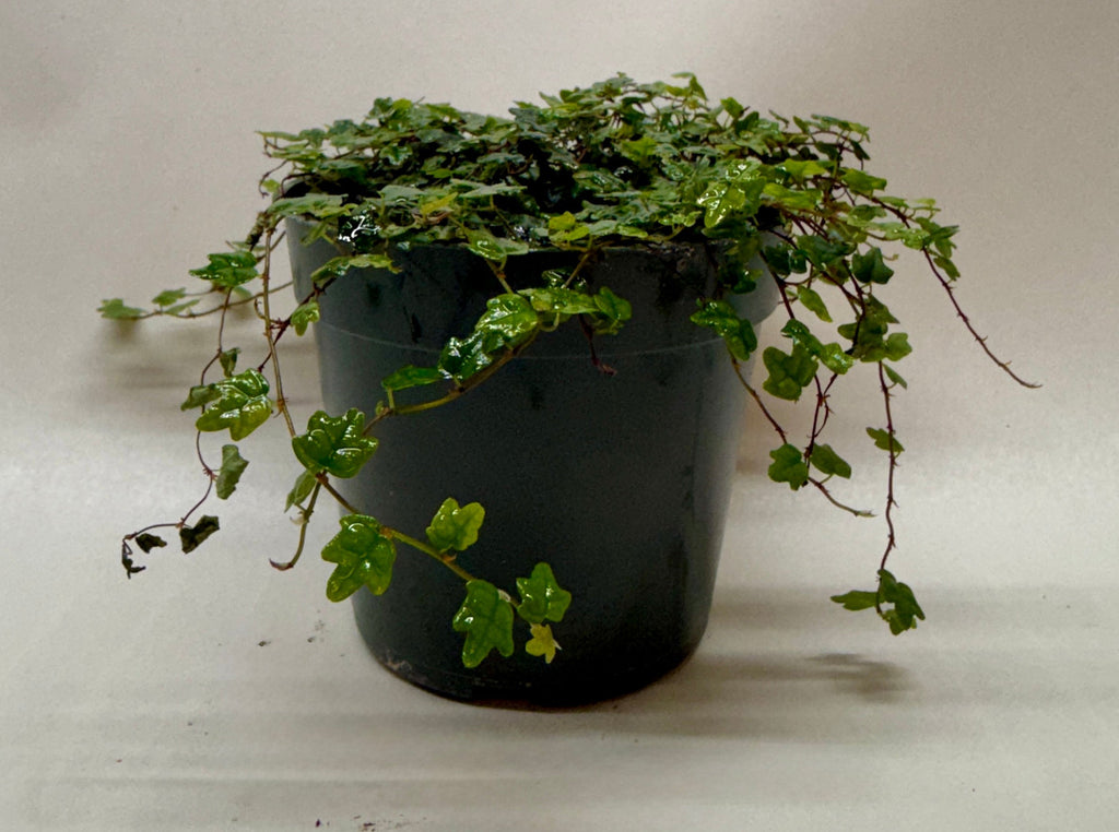 Ficus 'String of Frogs' – view 3