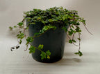 Ficus 'String of Frogs' – view 3