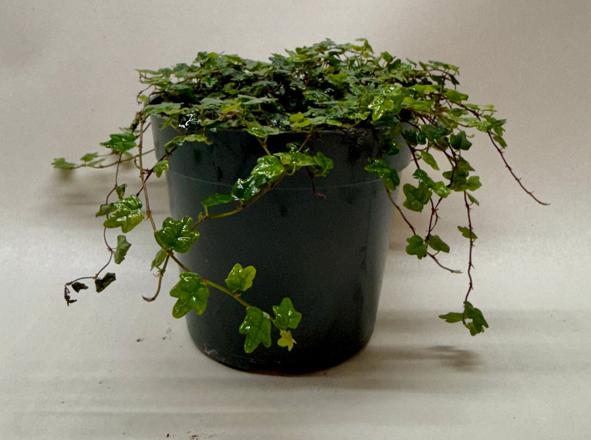 Ficus 'String of Frogs' – view 3