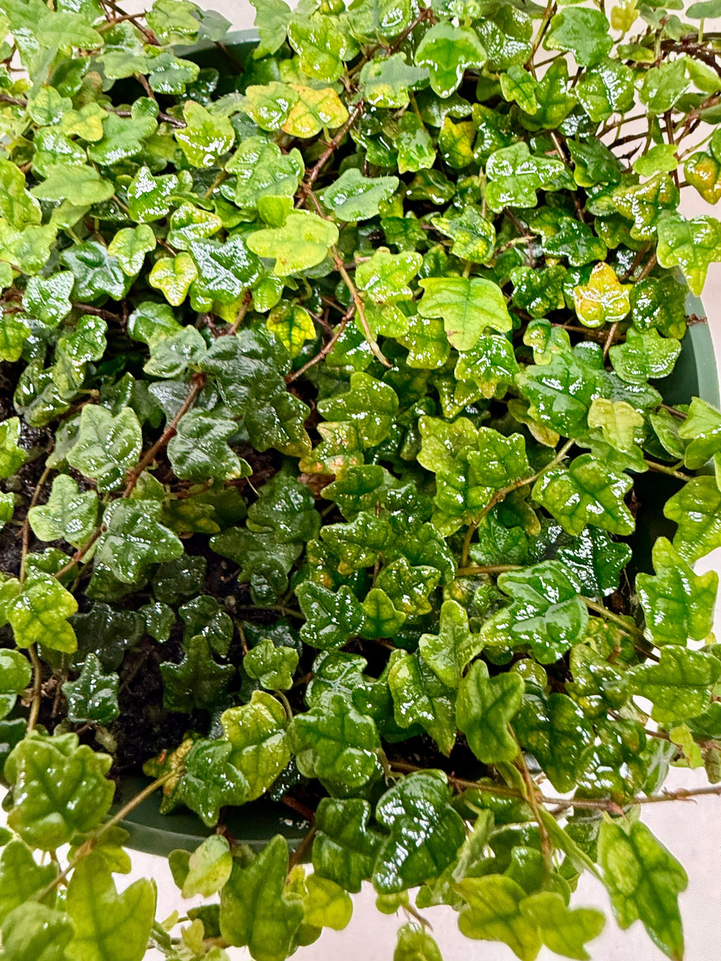 Ficus 'String of Frogs' – view 2