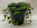 Ficus 'String of Frogs'