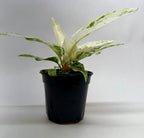 Anthurium 'Variegated Hookeri' – view 2
