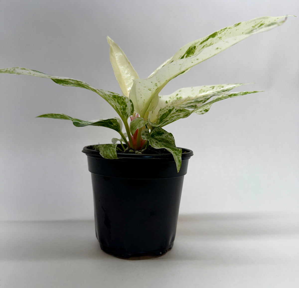 Anthurium 'Variegated Hookeri' – view 2