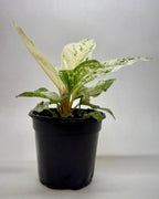Anthurium 'Variegated Hookeri'