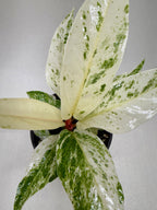 Anthurium 'Variegated Hookeri' – view 3